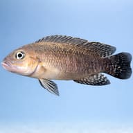 Telmatochromis burgeoni 4 — side profile on a plain background — representative image - view 3