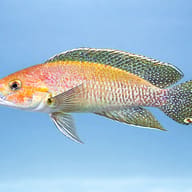 Telmatochromis dhondti orange 4 — side profile on a plain background — representative image - view 3