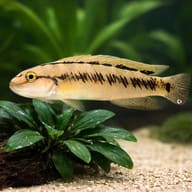Telmatochromis vittatus S — close view showing fin and scale detail — representative image - view 4