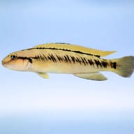 Side view of a Telmatochromis vittatus showing its slender body and dark stripes on a pale blue background - view 3