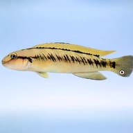 Telmatochromis vittatus S — side profile on a plain background — representative image - view 3