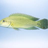 Temporalis Cichlid (Telmatochromis temporalis) - side profile — representative image - view 3