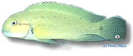 Temporalis Cichlid (Telmatochromis temporalis) 0978 - view 5