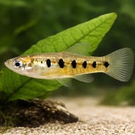Ten-spotted Livebearer (Cnesterodon decemmaculatus) scale and plant aquarium scene — representative image - view 4