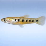 Ten-spotted Livebearer (Cnesterodon decemmaculatus) side profile aquarium scene — representative image - view 3