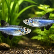 Tetra Azulihno — pair in a planted aquarium — representative image - view 2