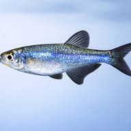 Tetra Azulihno — side profile on a plain background — representative image - view 3