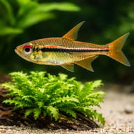 Tetra Ulrey — close view showing fin and scale detail — representative image - view 4