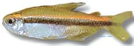 Tetra Wilmae / Chocolate Neon Tetra — Tetra Wilmae, Hyphessobrycon vilmae - view 5
