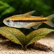 Tetra Wilmae / Chocolate Neon Tetra (Hyphessobrycon vilmae) — Tetra Wilmae scale and plant aquarium visual - view 4