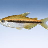 Tetra Wilmae / Chocolate Neon Tetra (Hyphessobrycon vilmae) — Tetra Wilmae side profile aquarium visual - view 3