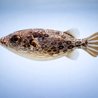 Tetraodon palembangensis — side profile on a plain background — representative image - view 3