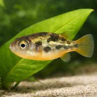 Puffer in front of a broad green leaf above pale sand, its yellow underside and rear fins clearly visible - view 5