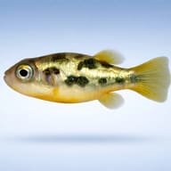 Side profile against a pale studio background showing iridescent dark patches and a fanned yellow tail - view 4