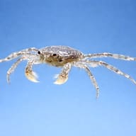 Thai Micro Crab (Limnopilos naiyanetri) — Freshwater Crabs and Lobsters — side profile on a plain background - view 3