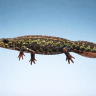 The marbled newt — side profile on a plain background — representative image - view 3