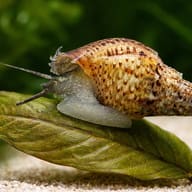 Thiara winteri 1 — close view showing fin and scale detail — representative image - view 4