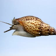 Thiara winteri 1 — side profile on a plain background — representative image - view 3