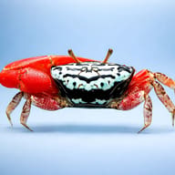 Thick-legged fiddler crab (Paraleptuca crassipes) in a brackish paludarium - side profile — representative image - view 3