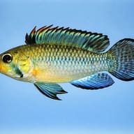 Thick Lips Dwarf cichlid — side profile on a plain background — representative image - view 3