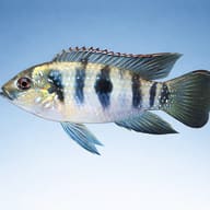 Thomas Pelmatochromis, Dw — side profile on a plain background — representative image - view 3