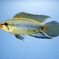Threadfin Dwarf Cichlid Atabapo F1 — side profile on a plain background — representative image - view 3