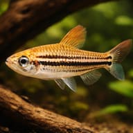 Three-Lined African Tetra — representative image - view 1