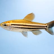 Three-Lined African Tetra — side profile on a plain background — representative image - view 3