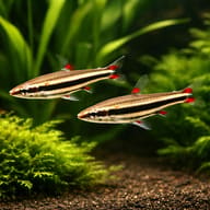 Three-Lined Pencilfish group in a planted aquarium — representative image - view 2