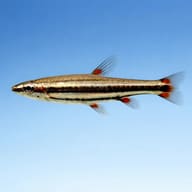 Three-Lined Pencilfish side profile for identification — representative image - view 3