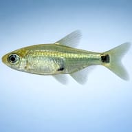 Three-Spot Tetra (Cheirodon kriegi) — side profile on a plain background — representative image - view 3
