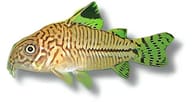 Three-Stripe Cory in side profile with dark body lines and green fins on white - view 5