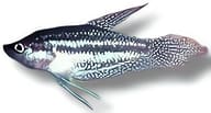 Three-Striped Croaking Gourami (Trichopsis schalleri) verified - view 5