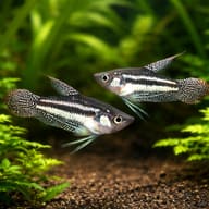 Pair of Three-Striped Croaking Gouramis among floating plants - view 2