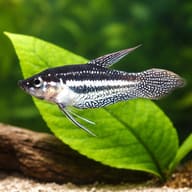 Three-Striped Croaking Gourami (Trichopsis schalleri) scale and fin detail beside aquarium plants — representative image - view 4