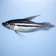 Three-Striped Croaking Gourami (Trichopsis schalleri) side view showing slender labyrinth-fish shape — representative image - view 3