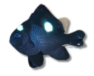 Threespot Dascyllus marine damsel fish Dascyllus trimaculatus 3-4 cm with dark body and white spots - view 5