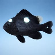 Threespot dascyllus - Marine Aquarium Livestock (Dascyllus trimaculatus) — Threespot Dascyllus - view 3
