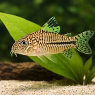 Three-Stripe Cory swimming by broad green leaves above pale sand and dark wood - view 4