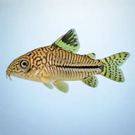 Side view of a Three-Stripe Cory with dark lines, a black side stripe and spotted fins - view 3