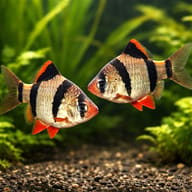 Tiger Barb pair in a planted aquarium — representative image - view 2