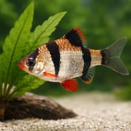 Tiger Barb close view showing fin and scale detail — representative image - view 4