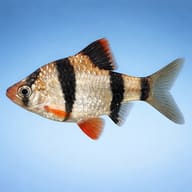Tiger Barb side profile on a plain background — representative image - view 3