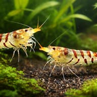 Tiger Shrimp — pair in a planted aquarium — representative image - view 2