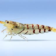 Tiger Shrimp — side profile on a plain background — representative image - view 3