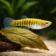 Tiger Teddy Livebearer (Neoheterandria elegans) side profile showing small livebearer shape — representative image - view 4