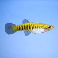 Tiger Teddy Livebearer (Neoheterandria elegans) close view showing tiger-striped pattern — representative image - view 3