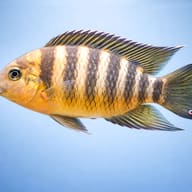 Tilapia jokki 4 — side profile on a plain background — representative image - view 3