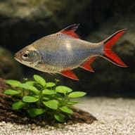 Tinfoil Barbs - Fast-Growing Shoaler — Tinfoil Barbs — close view showing fin and scale detail — representative image - view 4