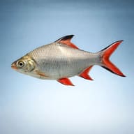 Tinfoil Barbs - Fast-Growing Shoaler — Tinfoil Barbs — side profile on a plain background — representative image - view 3